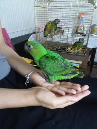 Выкормыши конголеза