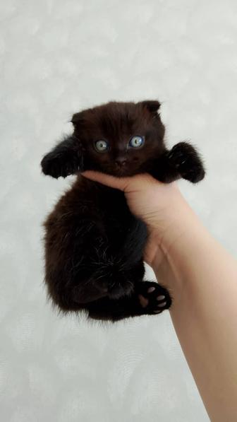 Вислоухие котята