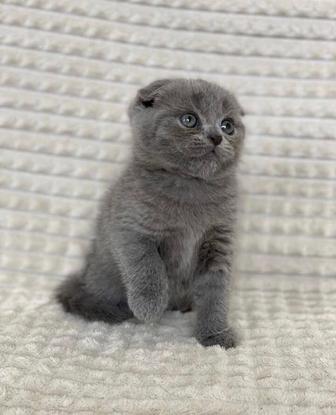 Шотландские Вислоухие Котята