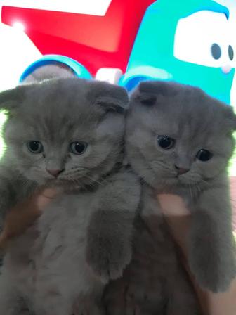 Шотландские Вислоухие Котята