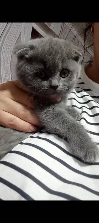 Шотландские Вислоухие Котята