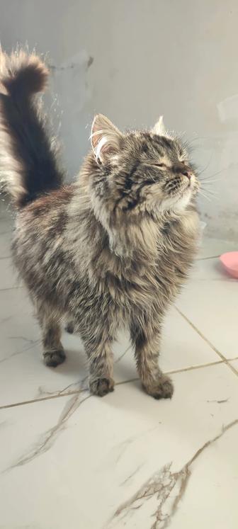 Сибирская кошка Отдам бесплатно в хорошие руки