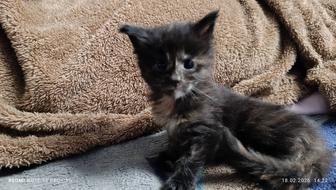 Котята Мейн-куны