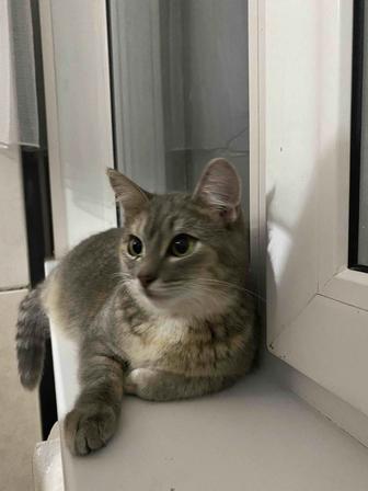Кошка