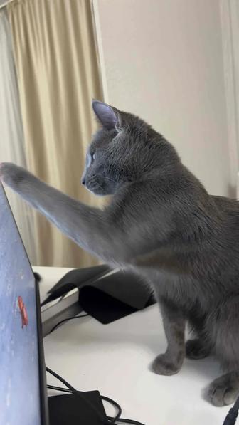 Ищем добрые и ответственные руки для нашего котика Мурзика