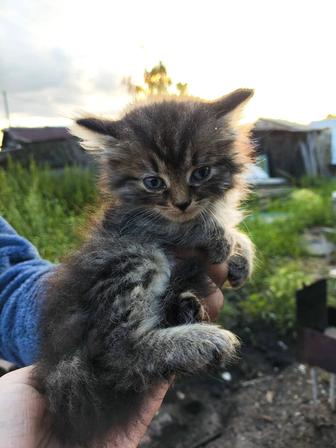Котята!!! Только в добрые ручки