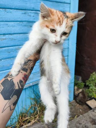 Котята!!! Только в добрые ручки