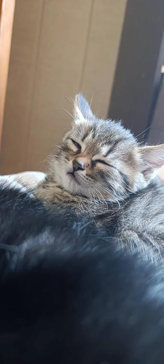 Котята