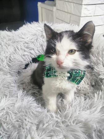 Котенок девочка