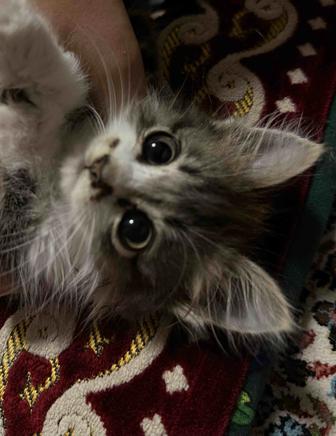 Продается котенок