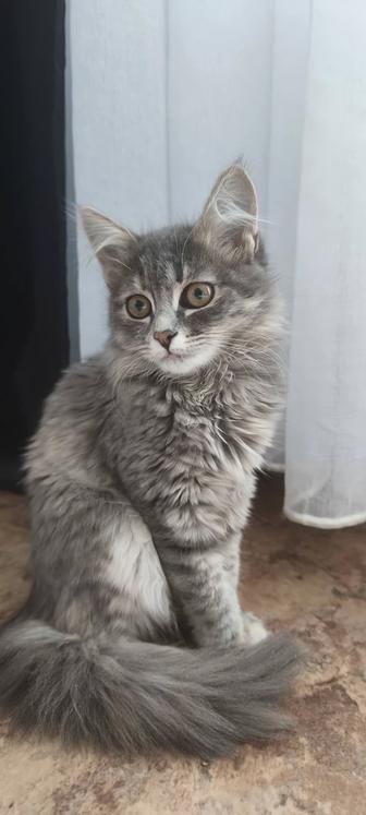 Котенок ищет дом