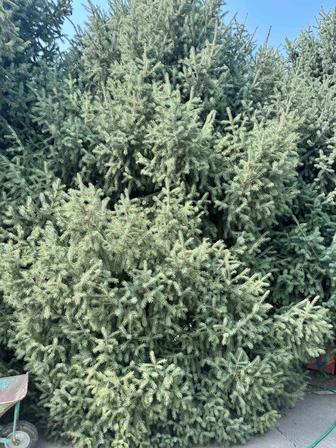 Ель. Елка. Елки