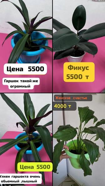 Цветы комнатные