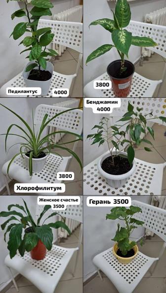 Цветы комнатные