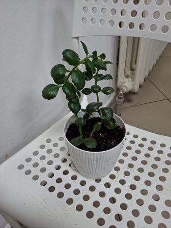 Цветы комнатные