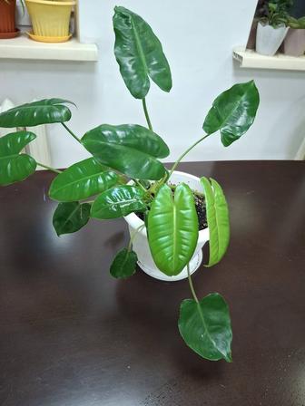 Цветы комнатные