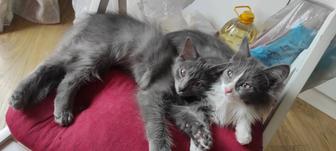 Отдам в добрые руки 3х месячных котят