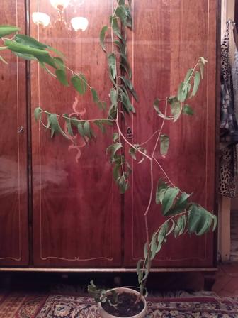 Эвкалипт лимонный