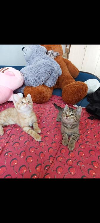 Котята мальчики 2 месяцев