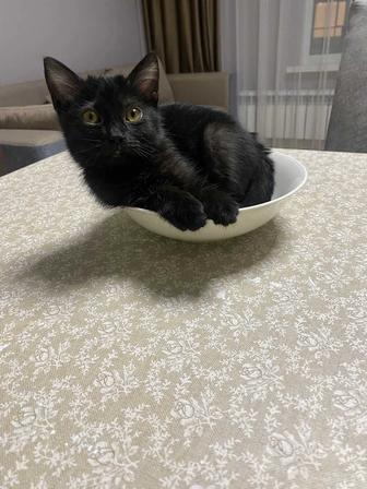 Отдам ласковую кошечку, 2,5 месяца