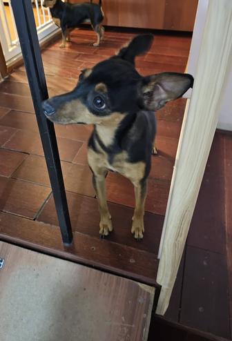 Цвергпинчер