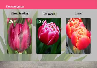 Тюльпаны классические ОПТОМ от