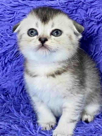 Котята шиншиллы