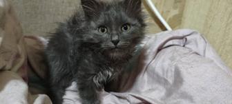 Отдам котенка мальчик полтора месяца