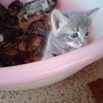 Котята