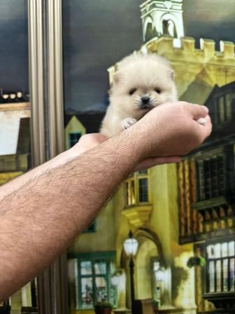 Шпицы