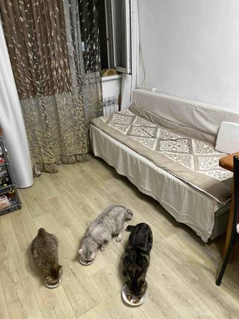 Выгул собак небольших пород, передержка для кошек.
