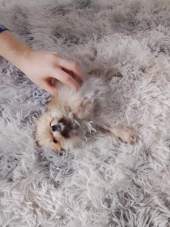 Продажа щенков