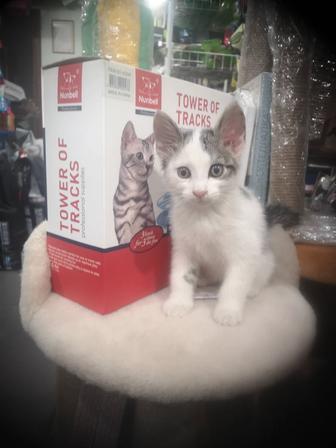Отдам котенка в хорошие руки