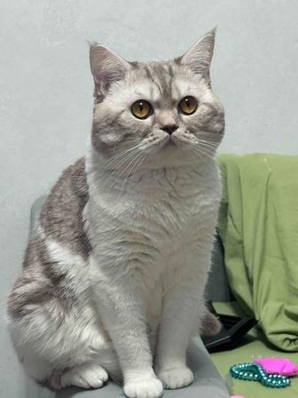 Отдам в добрые и хорошие руки кота британца