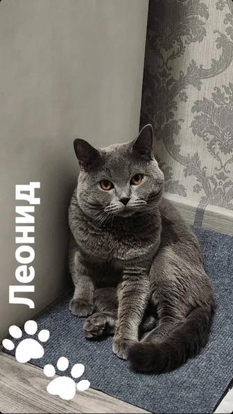 Британский кот на вязку