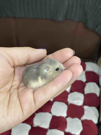 Продаются хомяки