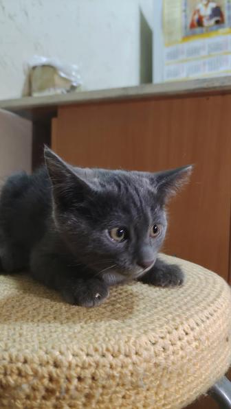 Отдам котенка в добрые руки