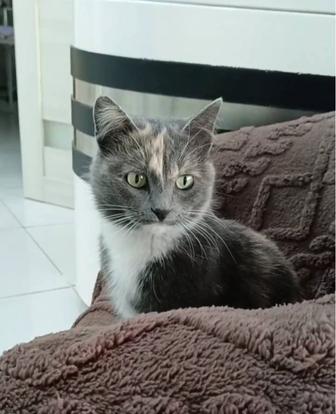 Кошка в частный дом