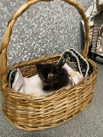 Ищет дом котенок