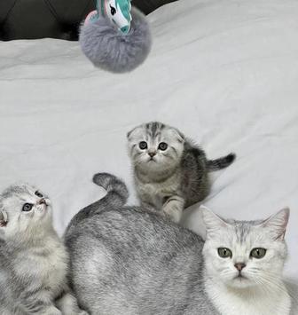 шотландская котята вислоушки