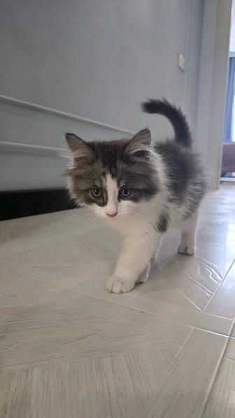 Бесплатно котенок