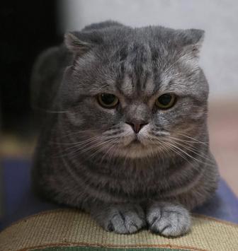 Отдам кота 3года в хорошие руки