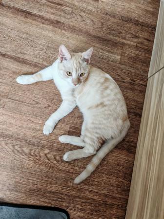 Котенок мальчик 6 месяцев