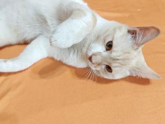 Котенок мальчик 6 месяцев