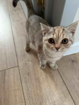Котята Скоттиш-Страйт