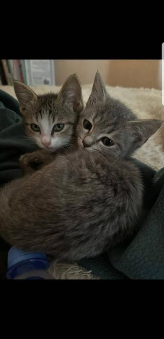 отдам котят