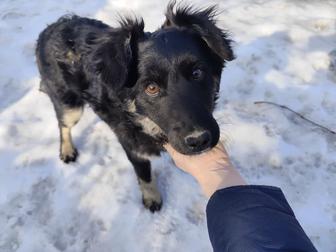 Милый щенок подросток ищет дом.