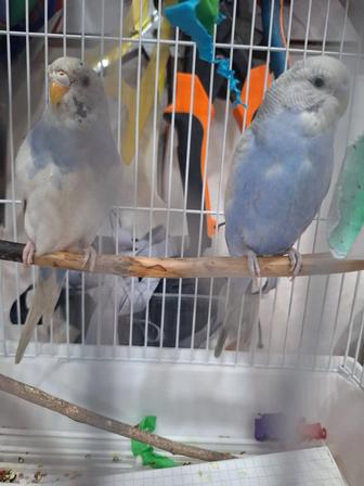 Продам попугаев