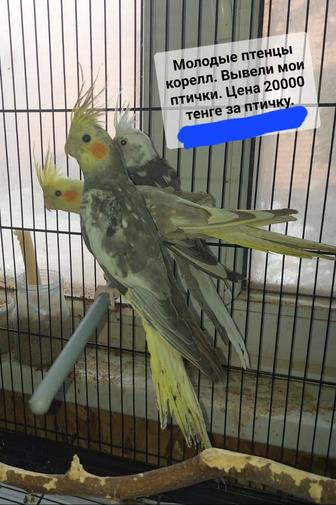 Продам молодых корелл