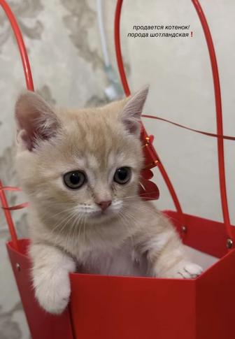 Котенок